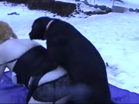 Hot dog sex outdoors with big tits wife